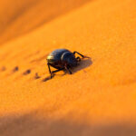 Sur les traces des scarabées