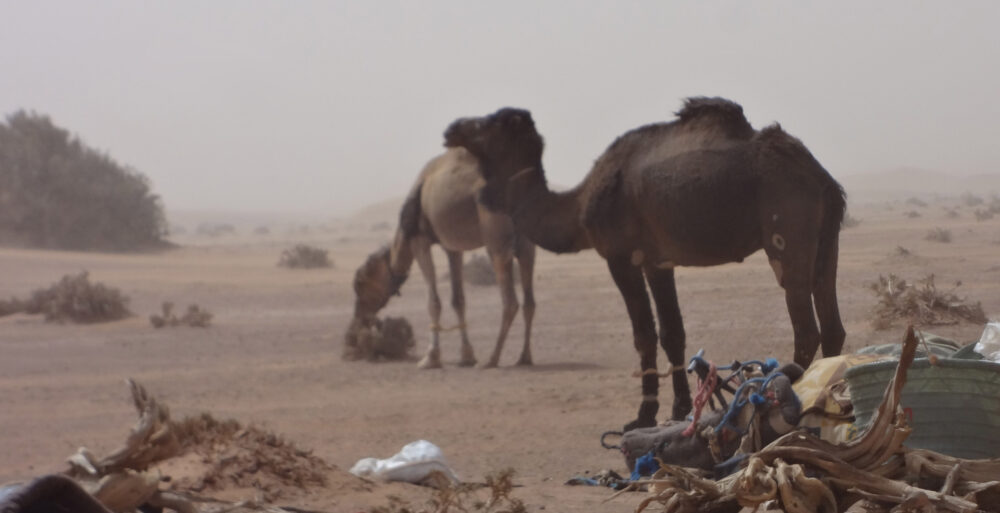 10 jours dans le désert marocain