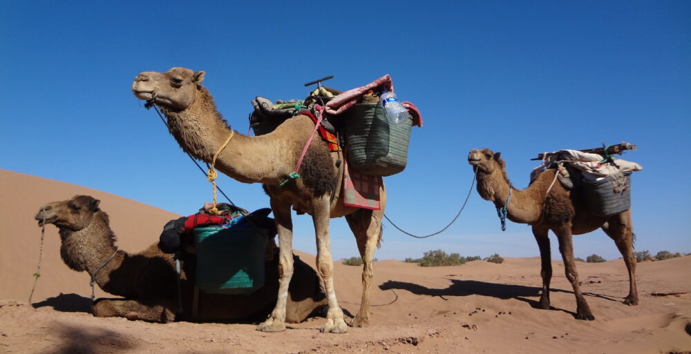 6 jours et 5 nuits dans le désert marocain