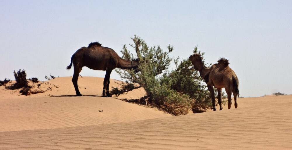 randonnée désert maroc 10 jours