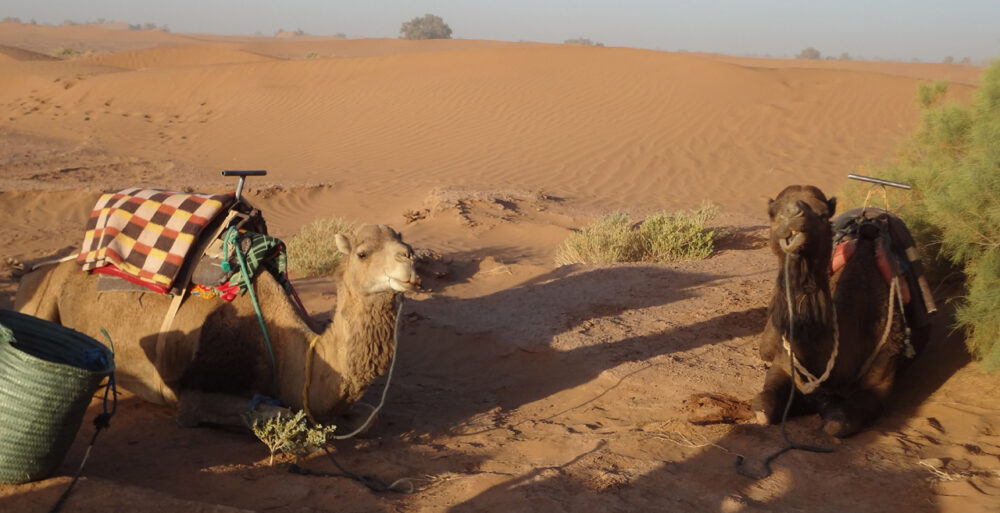 randonnée désert maroc 7 jours