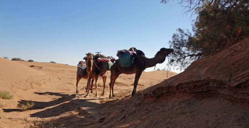 voyages à Pied 10 jours dans le desert